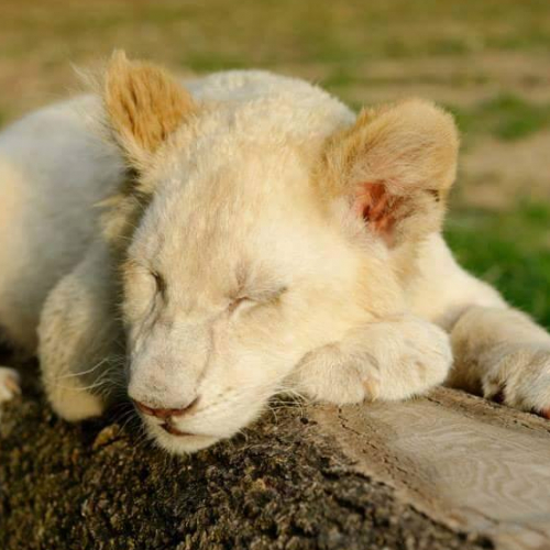 Parc Saint Léger - Les Grands Félins : lionceau