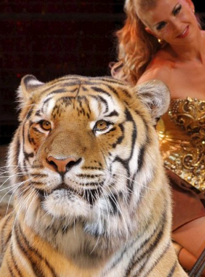 Cirques Pinder, Medrano, Gruss