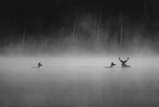 Le Chant des Forêts : première image
