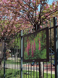 Expo Photon - Dites-le avec des fleurs