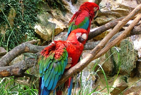 Zoo African Safari : perroquets