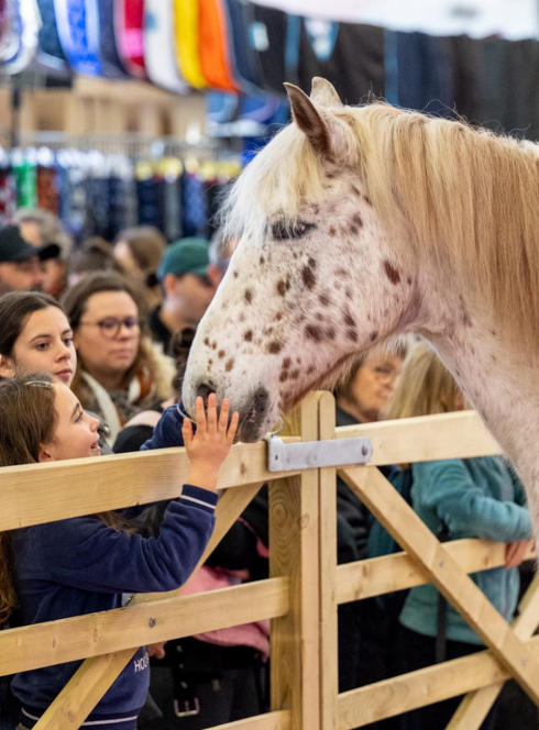 Jumping de Bordeaux : un enfant caresse un cheval