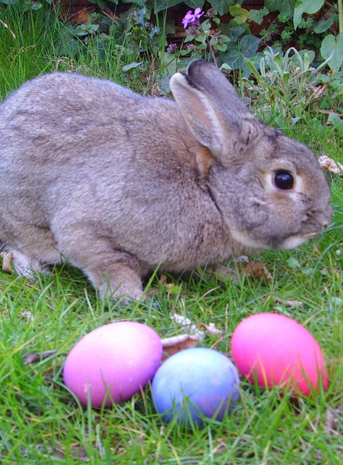 Chasse aux oeufs de Pâques à Saint-Alban