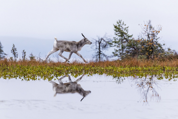 Aïlo : une odyssée en Laponie - Course