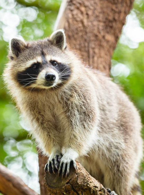 Parc Animalier de Gramat