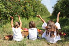 Le top des cueillettes près de Nantes avec les enfants : pommes aux fermes Placier