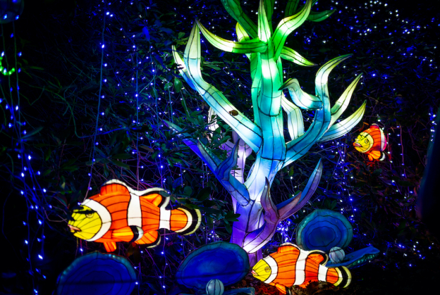 Lumières sauvages au Château de Thoiry : poissons