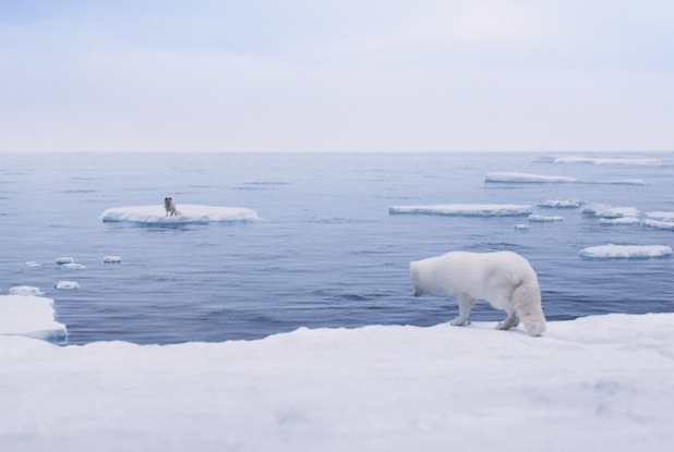 Kina & Yuk : renards de la banquise - glacier