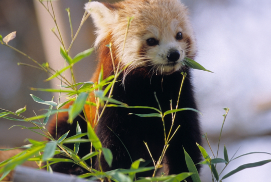 La Ménagerie et le Jardin des Plantes - Panda roux