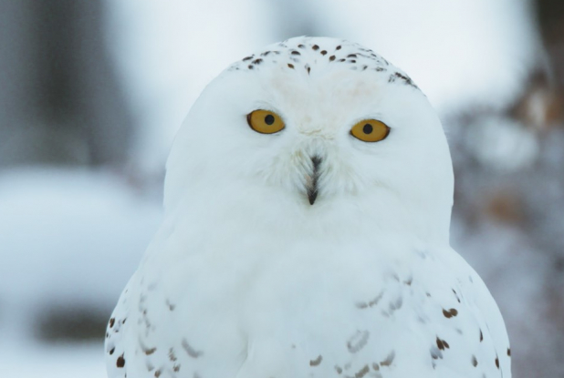 Aïlo : une odyssée en Laponie - Chouette