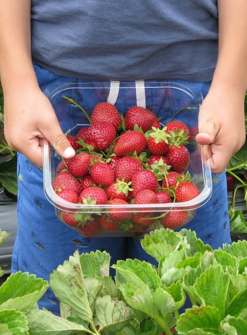 Ferme de Belle Ile : fraises