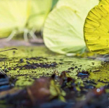 Fête de la Nature 2016 au Muséum