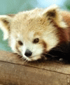 Petit pandas roux