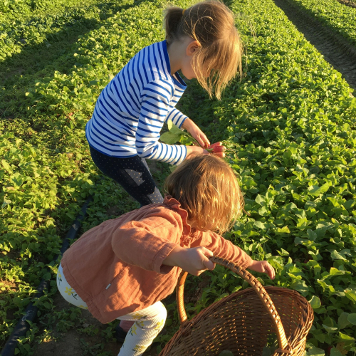 Cueillette du Plessis - Chanteloup en Brie : enfants ramassent herbes