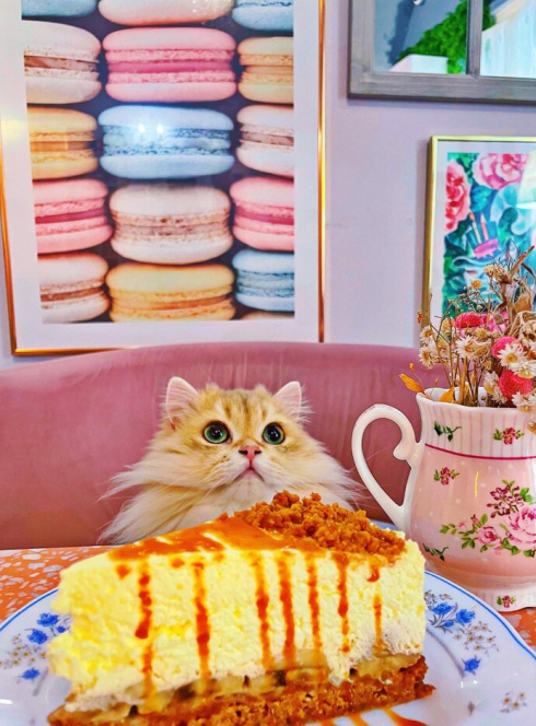 La Maison des Chats