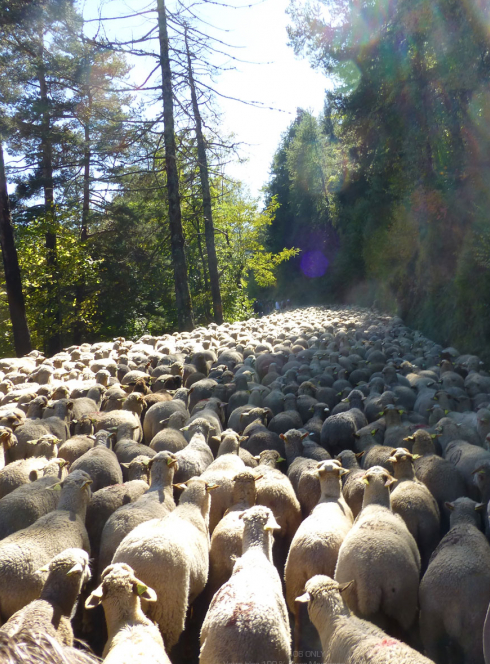 Fête de la Transhumance de Roubion