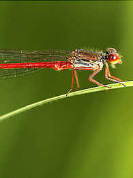 insecte Marc Lapolla