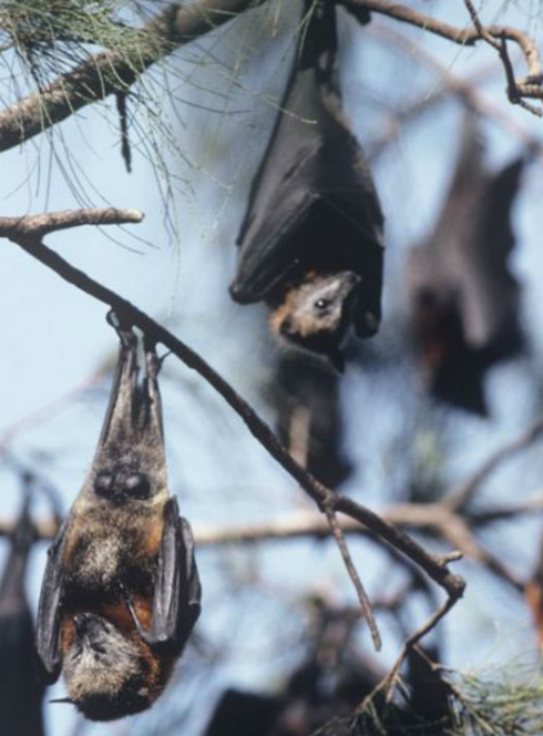La Nuit de la chauve-souris près de Strasbourg