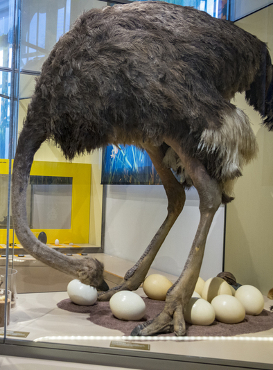 L'autruche du Musée des tout-petits