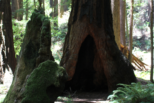 Muir Woods à côté de San Francisco