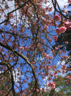 Domaine départemental de Sceaux : parc avec cerisiers en fleurs