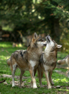 Pâques au Parc Alpha 2022