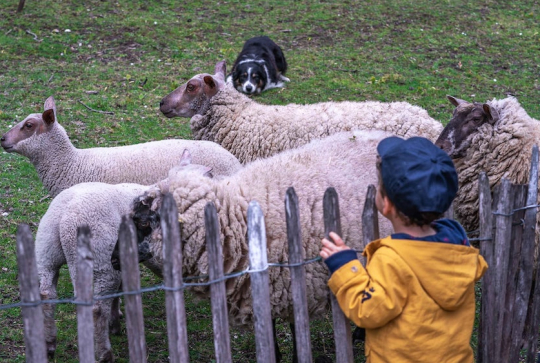 Potager des Princes : mouton et enfant