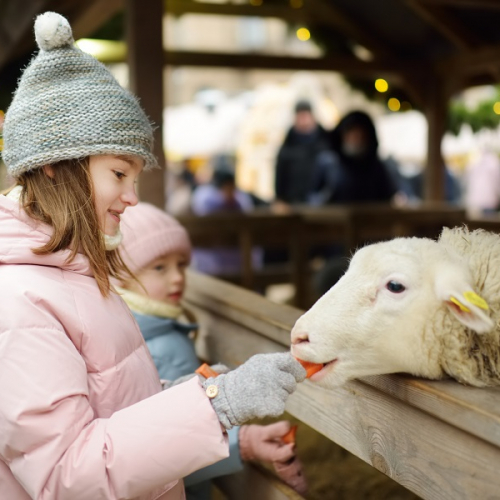 Noël à la Bergerie nationale