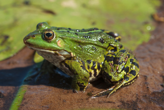 Grenouille verte