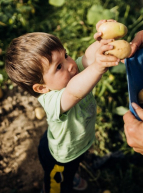 La Cueillette de l'Aragnon : enfant ramasse pommes de terre
