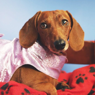 concours DVD Shelly 2