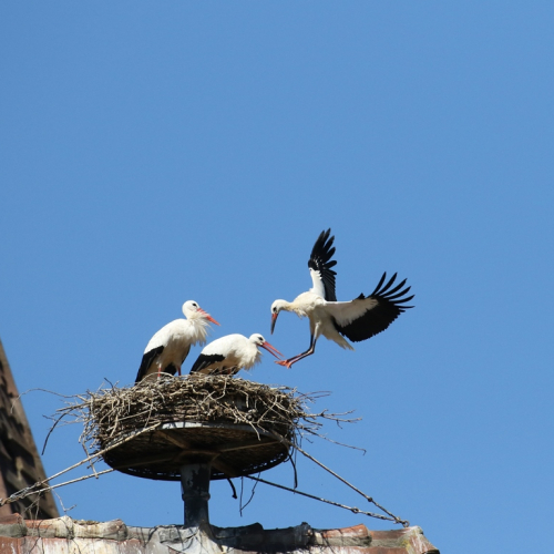 Printemps des Cigognes