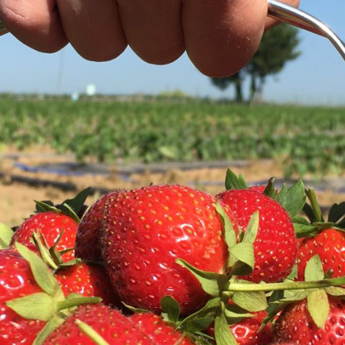 Les 2 Cueillettes de Compans - Fraises