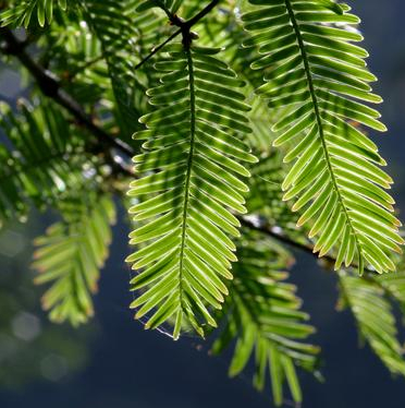 Visite-découverte des Cyprès-Chauves à Thouaré-sur-Loire