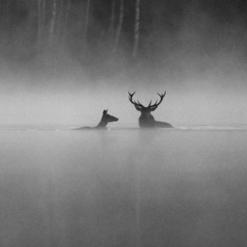 Le Chant des Forêts : première image