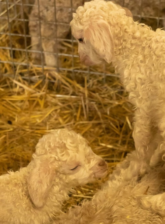 Visite d’un élevage de chèvres angora
