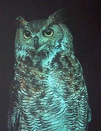 Le Hibou de Bertrand Gadenne