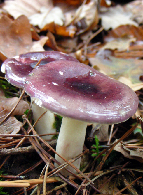 Expo champignons Ecomusée Pays de Rennes
