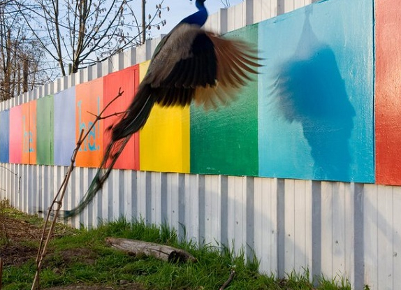 Ferme du Bonheur - Paon