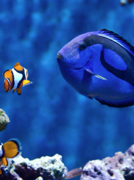 Stars de SEA nema à Sea Life