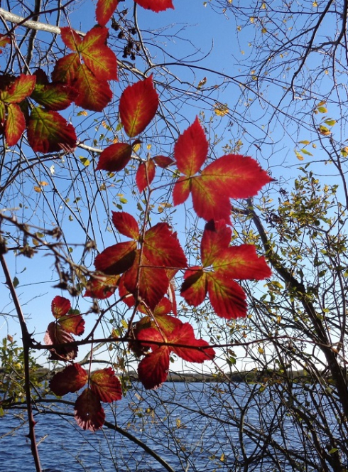 Réserve naturelle nationale Étang de Cousseau