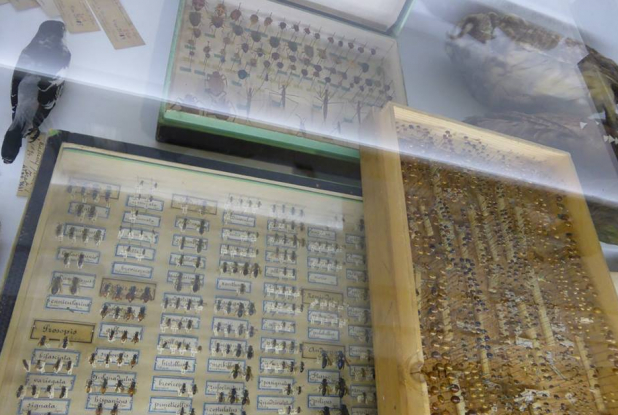 Collection d'insectes - Chambre des Merveilles Musée des Confluences