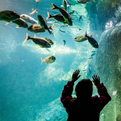 Aquarium marin de Trégastel