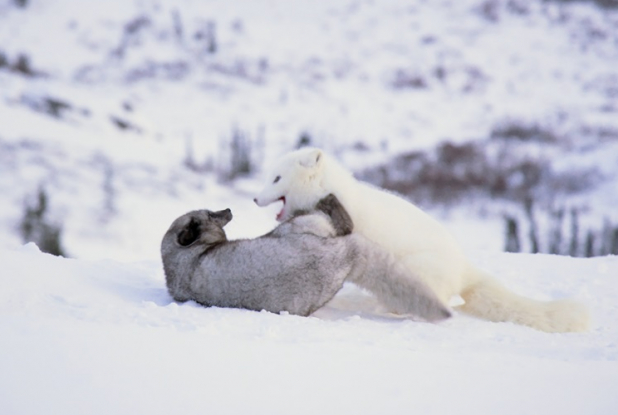 Kina & Yuk : renards de la banquise - bagarre