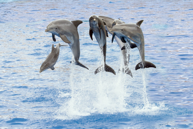 Dauphins à Marineland