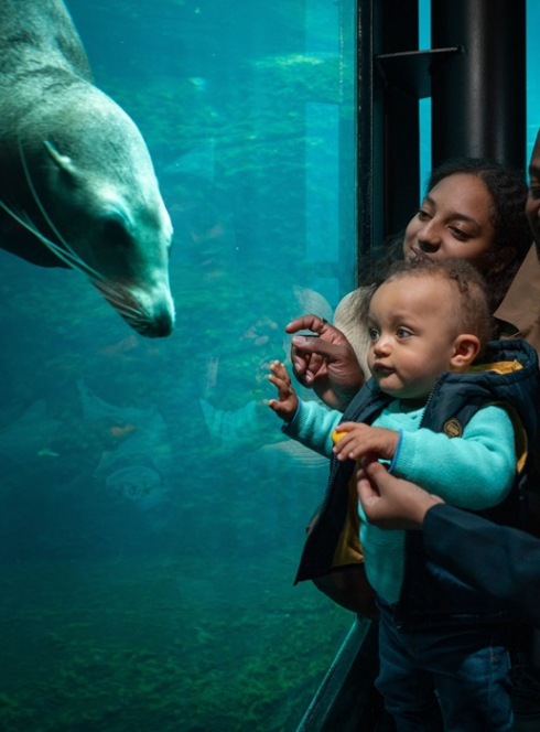 Anniversaire à l'Aquarium Nausicaá : Une famille devant un aquarium