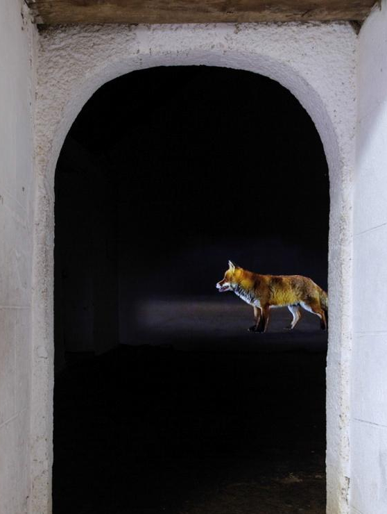 Le Renard de Bertrand Gadenne