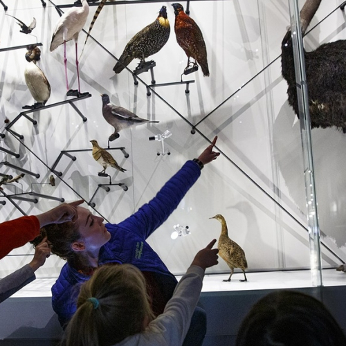 Activités des enfants au musée des confluences