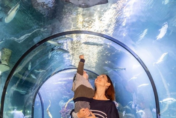 Océarium du Croisic - Tunnel de poissons