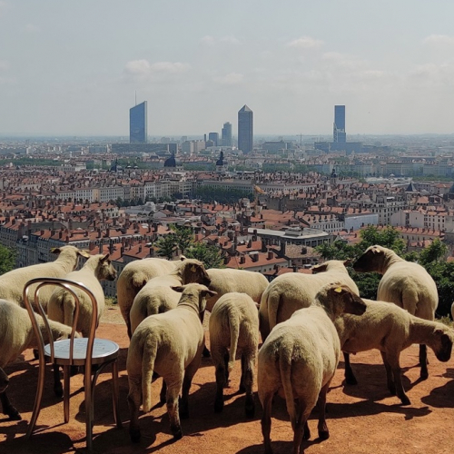 La Petite transhumance du Grand Lyon : Les moutons devant le crayon de Lyon